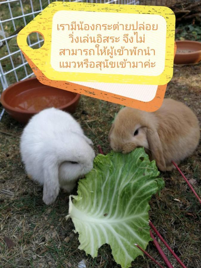 Homestay With Bunny Rabbit Chiang Rai Exterior photo